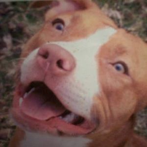 Meet your Posher, Brett